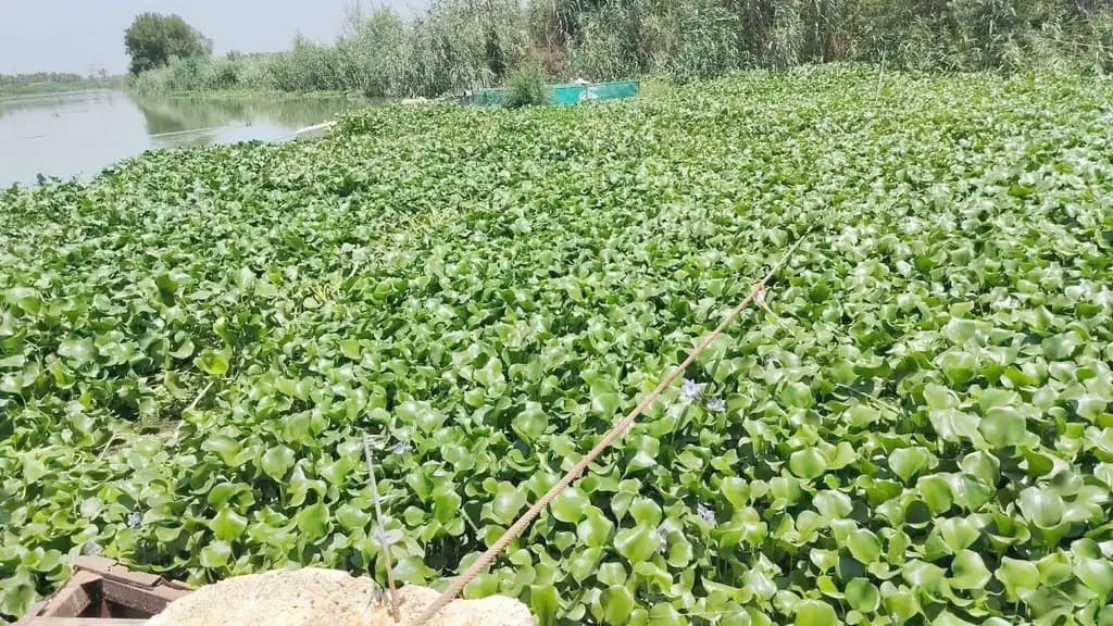 الموارد المائية تعلن تخصيص 5 مليارات دينار لمكافحة زهرة النيل