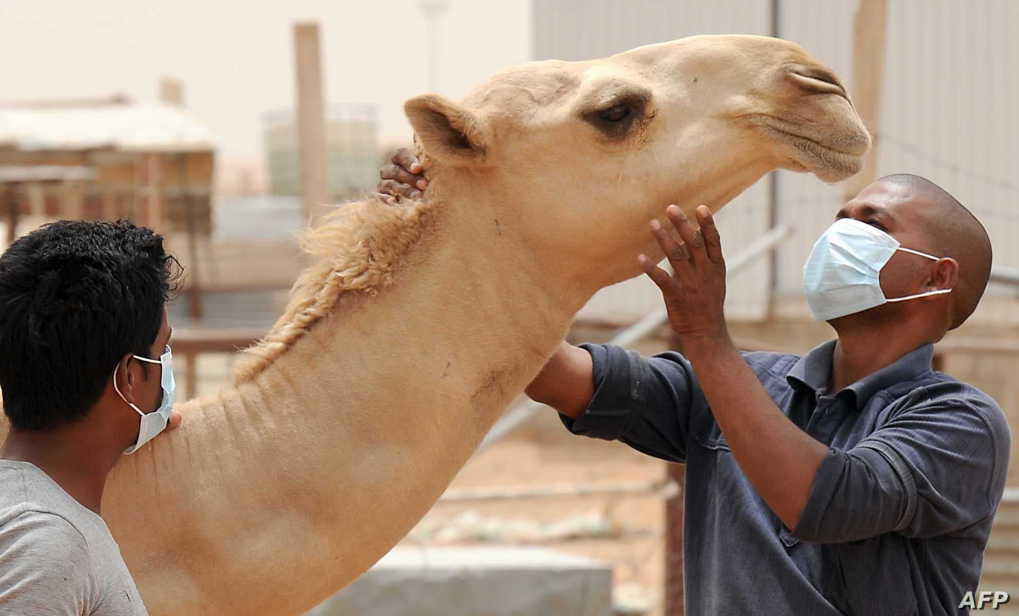 مرتبط بالابل.. تأهب صحي بسبب انتشار فيروس ينتمي لكورونا في السعودية