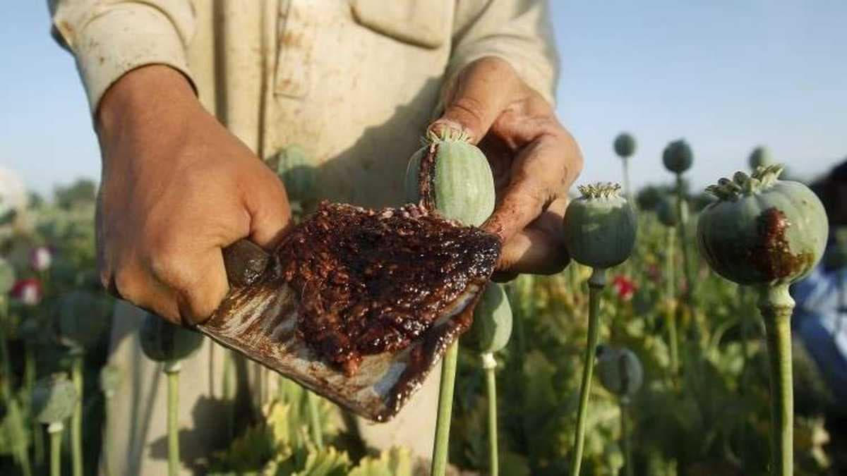 الحكومة الإيرانية تخطط لزراعة "الأفيون" بشكل قانوني