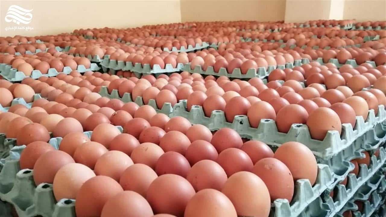 الزراعة تؤكد وفرة بيض المائدة واستقرار أسعاره خلال شهر رمضان