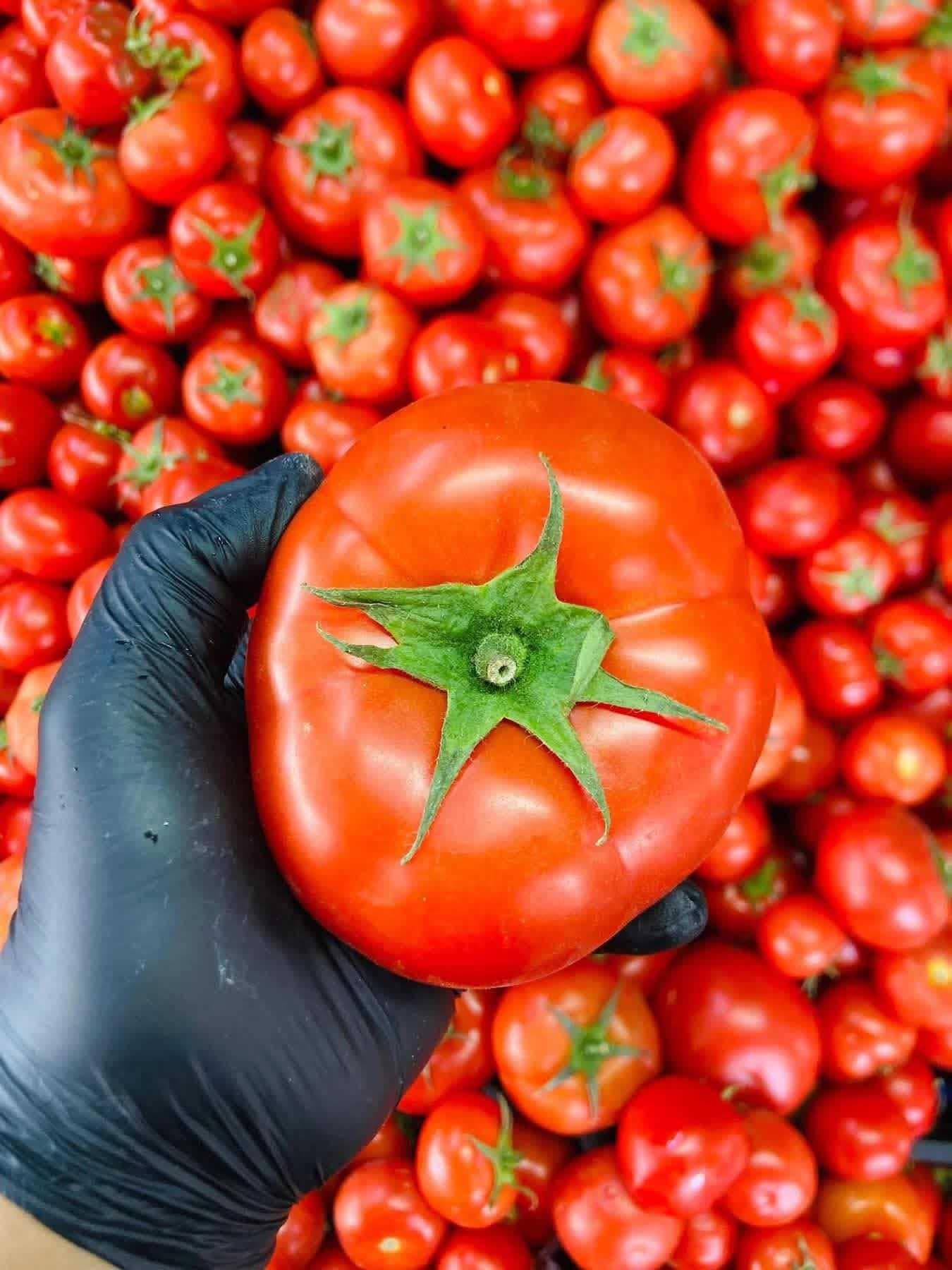 الزراعة تباشر بخطة لتوسيع إنتاج الطماطم وتوفيرها محلياً على مدار العام