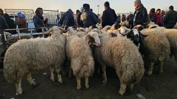 الزراعة تعلن منع استيراد "لية الغنم والشحوم" لتهديدها صحة الإنسان