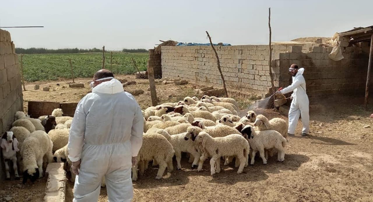 البيطرة تشدد إجراءات مكافحة الحمى النزفية في محرم.. واللحوم المختومة شرطٌ للسلامة