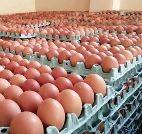 الجمارك: المباشرة بتنفيذ قرار تصفير الرسوم على البيض والدجاج واللحوم والأدوية المستوردة