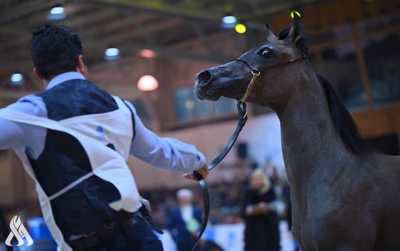 بطولة جمال الخيول.. تزامن مع عيد الجيش