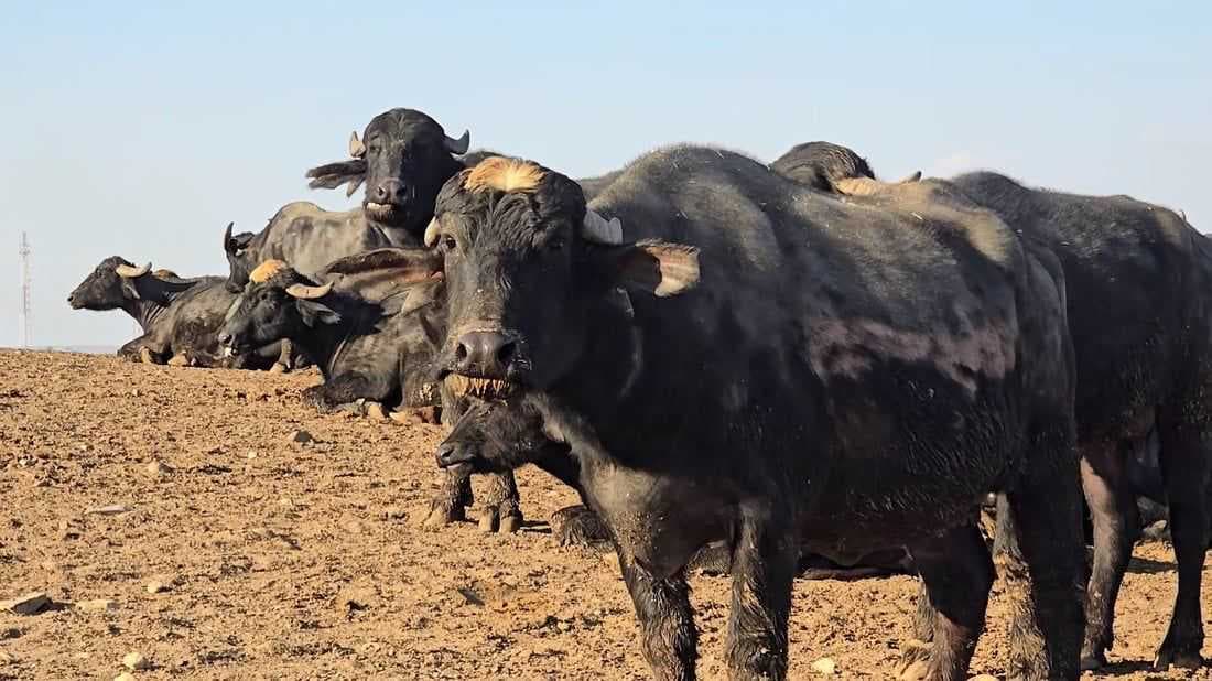 العراق يعلن انحسار الإصابات بالحمى القلاعية